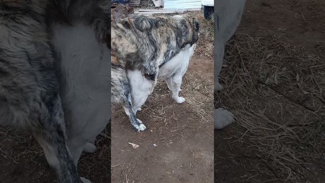 вязка САО
