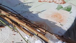 Саженцы из питомника "Садовод Крым"