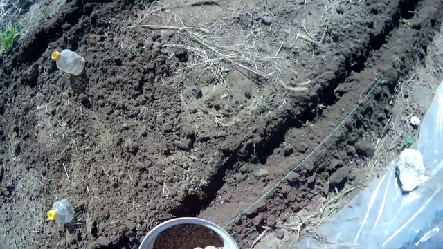 Посадка картофеля вместе в викой и белой горчицей смотреть онлайн