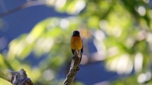 Vivid Niltava 、黃腹琉璃