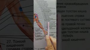Проекция внутренних органов на теле.