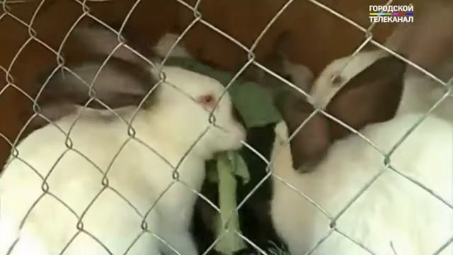 В Ярославской области будут разводить кроликов в промышленных масштабах