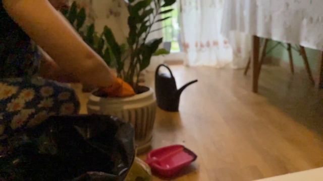 Мотивація / пересаджую подаровані квіти / азалія / доларове дерево