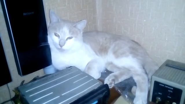 найди кота) смотреть онлайн