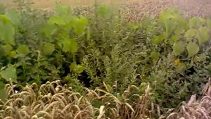 крик перепела