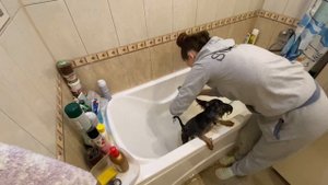КАК ПРАВИЛЬНО КУПАТЬ ЩЕНКА? | МЫТЬЁ ЙОРКА