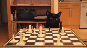 Can a Thumbcat - Play Checkers?