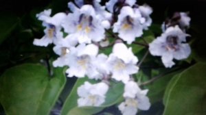 Катальпа:лечебные свойства и противопоказания.