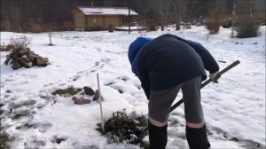 Как подготовить розы к зиме - окапывание, укрытие лапником