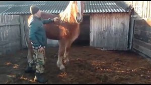 Продажа лошадей Алтайский край