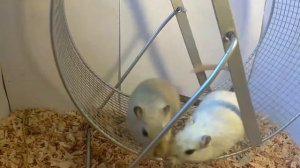 Как выбрать колесо для песчанки | Gerbils. Funny Pets | Уход и содержание