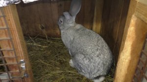 Новости в хозяйстве/Надейкины истории