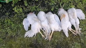 Забой молодых ПЕТУШКОВ !