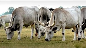 Венгерский Серый Скот Hungarian Grey Cattle