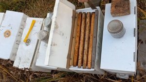 Зимовка в картонном улье. Это возможно?