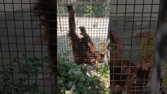 Через год Дана станет взрослой! Тайган смотреть онлайн