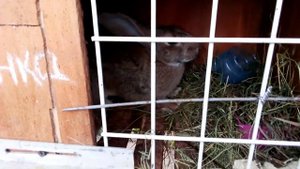 Спаривание Кроликов. А Валерчик молодец 😉