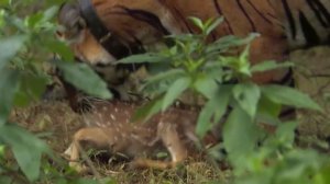 Самые неожиданные нападения тигров попали на камеру