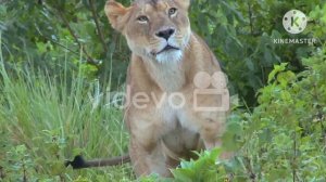 Фатиха Суросу аяталь Курси ихлас Суросу Фалак Суросу Ан-НасСуросу#фатихаСуросу, #аятальКурси,