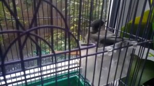 Спасаем птенца синицы, выпавшего из гнезда