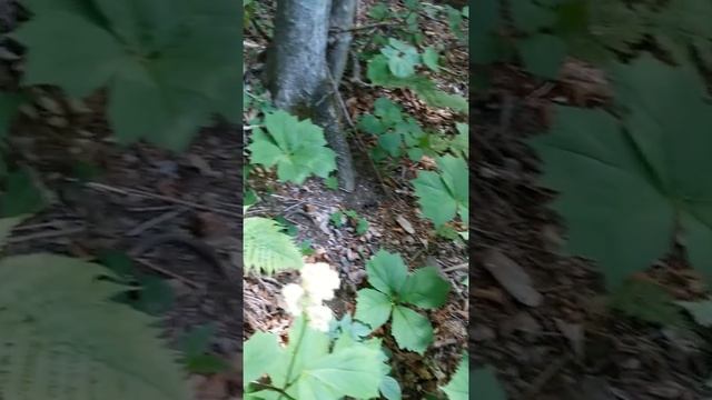 도깨비부채, 도깨비부채 꽃(Rodgersia podophylla) смотреть онлайн