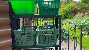 ПОДГОТОВКА РАСТЕНИЙ ДЛЯ ПРОДАЖИ. ЧЕРЕНКОВАНИЕ ГОРТЕНЗИИ и др. Дачный креатив.