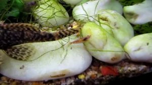 кормление сомов сомят и креветок таблетками  1