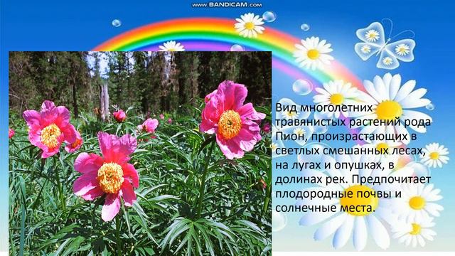 #средауЯси#цветы смотреть онлайн