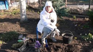 ПОСАДКА ТЮЛЬПАНОВ ОСЕНЬЮ.Зачем укладывать луковицы в корзины, ящики, сетки, бутылки