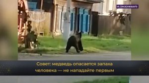 Если в лесу встретил медведя