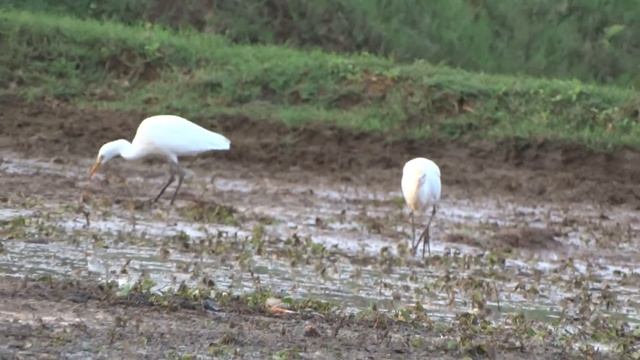 Sony Cybershot Hx300 HD AVC смотреть онлайн