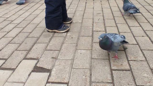 Алина , Полина и Алексей гуляют по  городу, маленький жук