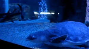 Акулы.Подводный мир 2 Full HD