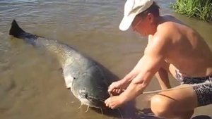 Рыба гигант поймана в Волге Самара