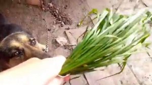 Почему собаки и кошки едят траву/Для чего, надо ли отучать, как предложить траву