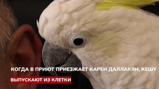 Карен Даллакян о какаду по кличке Кеша