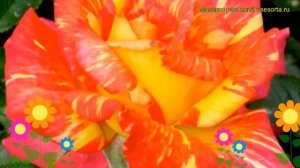 Роза чайно-гибридная Карибия. Краткий обзор, описание характеристик, где купить саженцы Caribia