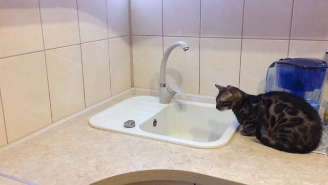 Молодой бенгальский котик 🙀 играется с водой из-под крана 💧 смотреть онлайн