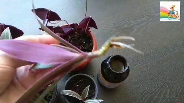 Комнатные Растения Для Новичков. Очень Легкие В Уходе! смотреть онлайн