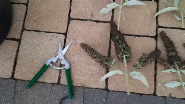 Почему и как обрезать будлею летом во время цветения? Будлея BLACK KNIGHT. 18.08.2022 смотреть онлайн