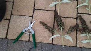 Почему и как обрезать будлею летом во время цветения? Будлея BLACK KNIGHT. 18.08.2022