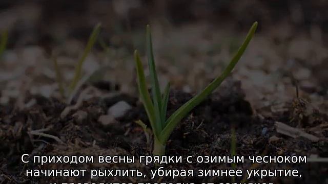 Уход за озимым чесноком весной смотреть онлайн