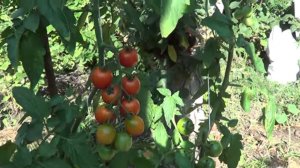 Выращиваем Помидоры Черри - из одного саженца делаем 2 и более