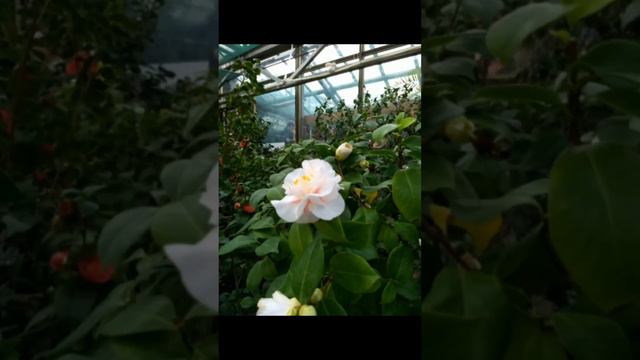 Рододендрони, камелії й "Мавка" ботсаду / Rhododendrons, camellias and "Mavka" in the botanic garde