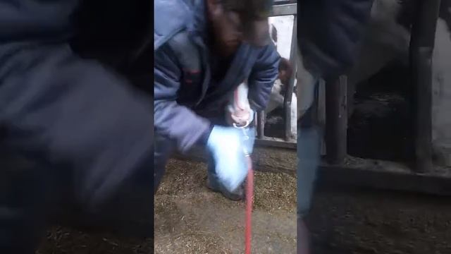 Дренчевание новотельной группы