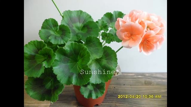 Pelargonium Designer Salmon Improved смотреть онлайн