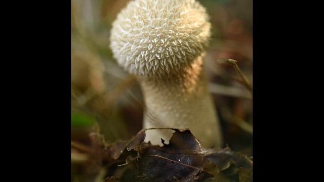 Lycoperdon Molle