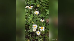 Растения луга