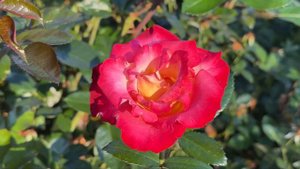 🌹 Dick Clark Rose