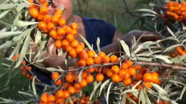 Сбор облепихи смотреть онлайн